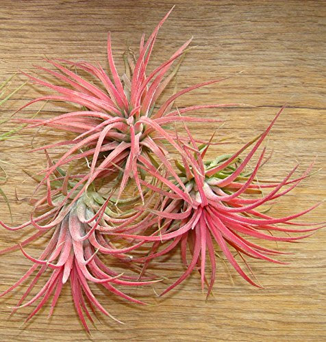 Tillandsia ionantha 'Red' Air Plant x 3