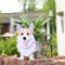 Suitchoi Corgi Hund Blumentopf Geschenke Klein Pflanzkübel PVC Rechteckig Blumentöpfe Tier für Den Planzenkübel，Innengarten Pflanzgefäße,für Sukkulenten Topf,Heimdekoration S Corgi