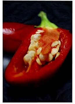 3dRose Capiscum Seeds - Chili, Pepper, Chilli, Peppers 15x22 Hand Towel