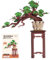 Rolife Puzzle 3D Madera Evergreen Pine Bonsai Maquetas para Construir Adultos Modelismo Maquetas DIY Kit Manualidades para Adultos (Elegant Evergreen Pine Bonsai)