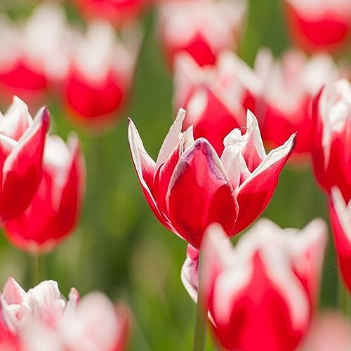 4 pcs tulpenzwiebeln bio - flower winterlinge zwiebeln winterhart mehrjährig tulpenzwiebel,tulpen zwiebeln winterhart mehrjährig, balkon deko winterfeste pflanzen für kübel zimmerpflanze