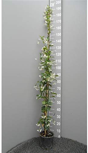 Sternjasmin 120 cm – Immergrün, Duftend & Winterhart | Trachelospermum jasminoides – Kletterpflanze für Garten & Balkon