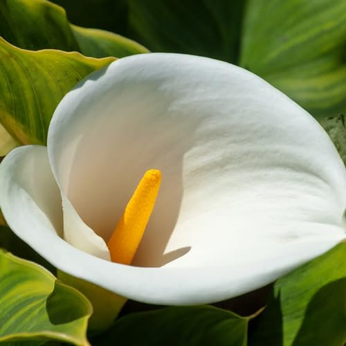 Calas Bulbos, Plantas De Lirio De Cala,Al Aire Libre Flores Cortadas,Plantas Perennes, Plantas En Macetas, Bulbos De Flores,Plantas De JardíN, Loto-2bulbos-C