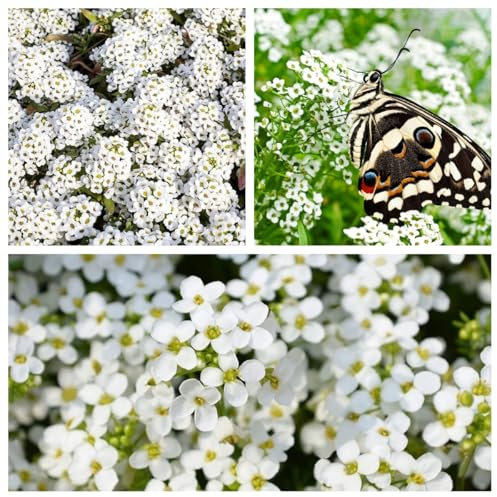 NULIYA 10000+ Kriechender Thymian Samen für die Bepflanzung -Perennial Bodendecker Pflanzen Blumen Non-GMO Heirloom (weiße Farbe)