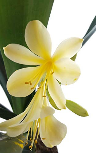 Fangblatt - seltene Clivia mit gelber Blüte - Riemenblatt für des helle Fensterbrett geeignet - Klivia sehr schöne Zimmerpflanze - Sammlerstück
