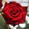 Edelrose 'Mildred Scheel'®, dunkelrot, duftende Buschrose, wurzelnackt, winterhart, robust, mehrjährig, Qualität aus Müllers Baumschule, inkl. Pflanz- und Pflegeanleitung