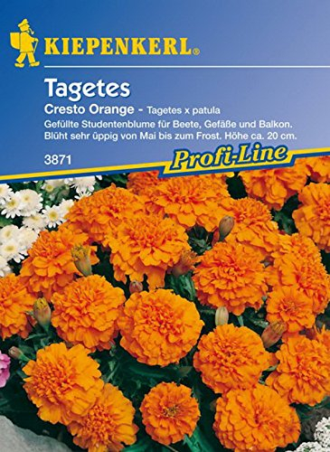 Kiepenkerl, Tagetes, patula Cresto, orange