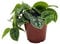 Efeutute, Scindapsus, (Epipremnum aureum) Sorte: Pictus, gepunktetes weiss-buntes Blattwerk, rankend, Ampelpflanze, luftreinigend (1 Pflanze im 12cm Topf)