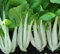 Seeds Rare✿ Autentica Shanghai gambo verde Bok Choy/Pak Choi Semi 50 +