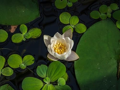 PondPlantsUK - Complete Patio Pond Set - Dwarf Lily - 3 Marginal Plants - Pots and Compost - Just Pot up and add Water
