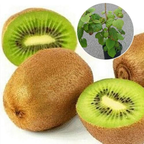 kiskick Paquete de jardín Semillas de hierbas para plantar y al aire libre, 100 piezas Semillas raras de frambuesa/mora/fresa/kiwi Frutas nutritivas Bonsai Semillas de zarzamora de árbol