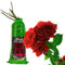 acquaverde | Rosa Rossa in Zolla 40 cm, Pianta Perenne a Radice Nuda per Giardino e Vaso, Fiore Rosso Rubino, Rose Resistenti, Profumate e Facili da Coltivare