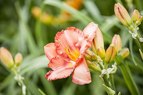 Hemerocallis x cult. 'Patricia Fay' ca. 11x11 cm Topf - Taglilie, rosa Blüten, Blütezeit Juni-August, ideal für Rabatten, pflegeleicht und winterhart