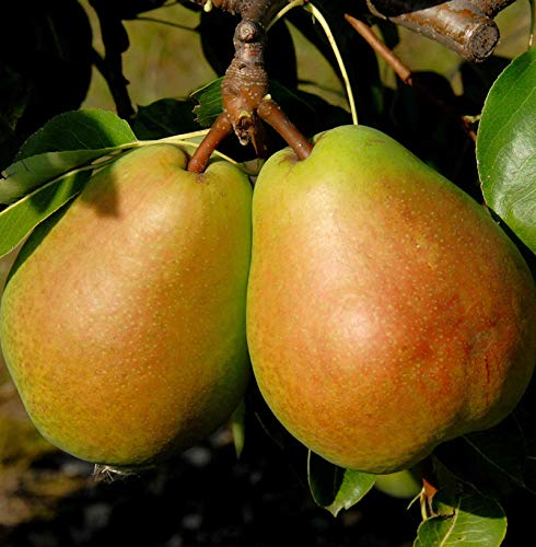 Birne Alexander Lucas 60-80cm - große süßsaure Früchte