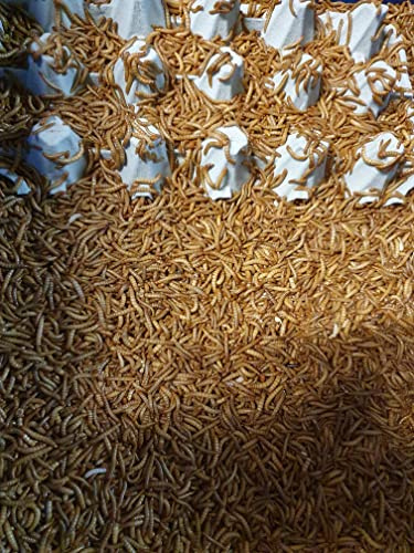 Mehlwürmer SAHAWA Kombipackung 1000g Lebendfutter und 180g getrocknetes Futter Igel Vögel Reptilien