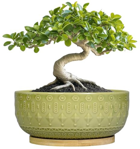 Fivepot Bonsai Tree Pot - 8 Inch Ceramic Succulent Pots with Drainage Hole and Saucer, Boho Round Shallow Planter Bowl for Indoor Plants Flower, Office Decor, Gifts for Women & Men, Green