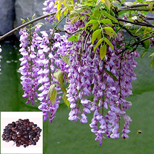 Casavidas ZLKING When The New Harvest Qualität Wisteria lings Wisteria Blume Wisteria 10 A Climbing Bonsai Gallery Wände/lot