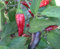 Ghino di Tacco - Semillas de árbol de chile rojoChile rojo.