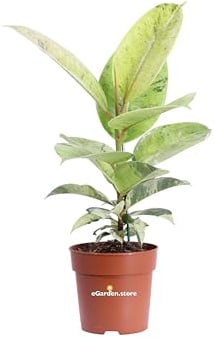 Pianta di Ficus Elastica Shivereana pianta da interno pianta di Ficus Elastica verde variegato pianta da arredo pianta ornamentale pianta vera di Ficus Elastica venduta da eGarden.store