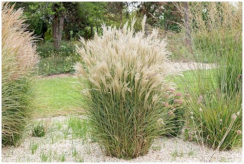 Stauden Gänge 1 x Miscanthus sinensis 'Kleine Fontäne' Chinaschilf | Hohes Ziergras für Sonne, Blüte Juli bis September, mehrjährig, 1 L Topf (11x11 cm)