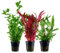 AquaOne Alternanthera Hygrophila Bacopa Lot de 3 plantes d'aquarium de fond I Lot de 3 plantes d'aquarium de fond