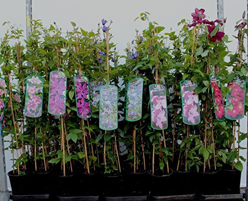 Clematis Kletterpflanzen 40-100cm topfgewachsen, verschiedene Sorten/Farben (80-100cm, Rosa)
