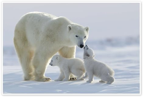 Eisbärfamilie im Wapusk Nationalpark Poster von David Jenkins 60 x 40 cm Wandbilder Wanddeko