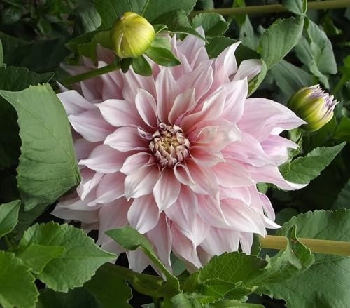 Dahlienknolle : Dahlia - Riesenschmuckdahlie Cafe au Lait Royal 1 Knolle/Rhizom
