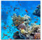Paul Sinus Art Leinwandbilder | Bilder Leinwand 60x60cm Korallenriff mit exotischen Fischen