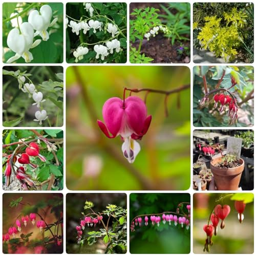 500 pcs samen tränendes herz pflanzen winterhart frühlingsblumen saat,Dicentra spectabilis, wildblumensamen topfpflanzen bonsai topf balkonpflanzen garten pflanzen pflanzensamen balkon