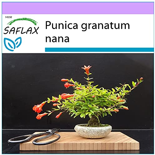 SAFLAX - Melograno nano - 50 semi - Punica granatum nana