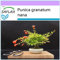 SAFLAX - Granado enano - 50 semillas - Punica granatum nana