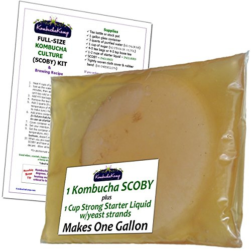 Kombucha Kamp Echte Kombucha-Kultur (1 Lrg-Scoby und 1 Tasse starker Starterflüssigkeit machen 1 Liter)