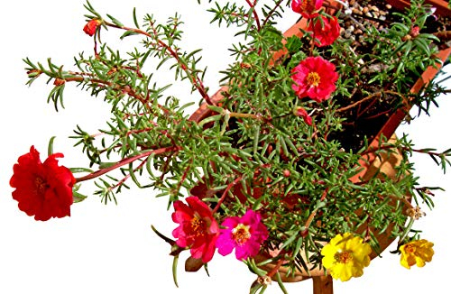 Echtes Portulakröschen (Portulaca grandiflora) 100 frische Samen