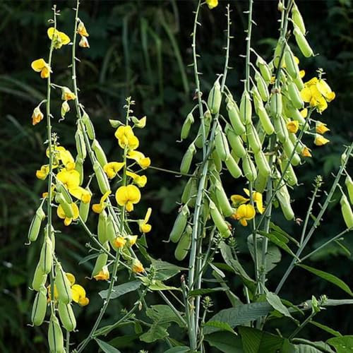 100 Pcs Crotalaria Cunninghamii Samen, Balkonpflanzen Samen Gemüse Kräutersamen Deko Blumen, Crotalaria Pallida, Kräutergarten Küche, Gemüse Pflanzen, Kräuter Saatgut Bodendecker