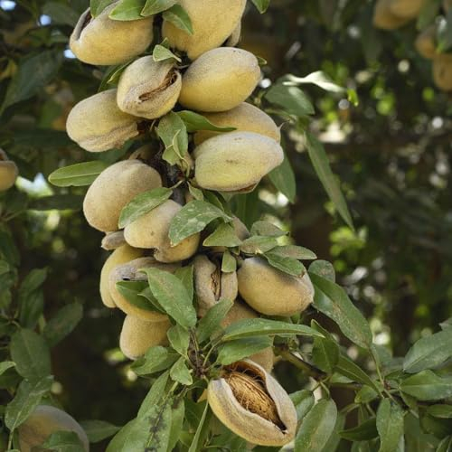 40 pcs mandelbaum winterhart samen - Prunus Dulcis - gartenpflanzen winterhart, blumengarten mandelbaum kaufen bonsai samen, hochbeet balkon stauden winterhart, garten-geschenke pflanzen