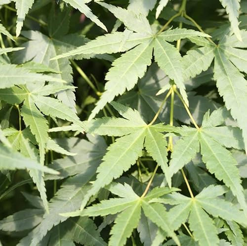 Japanischer Fächerahorn Going Green® 30-40cm - Acer palmatum