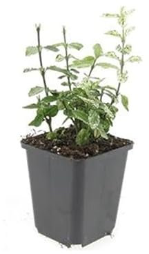 Bodendecker - Kriechspindel - Euonymus fortunei 'Harlequin' - 9cm Topf - Set mit 20 Pflanzen
