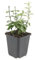 Bodendecker - Kriechspindel - Euonymus fortunei 'Harlequin' - 9cm Topf - Set mit 20 Pflanzen
