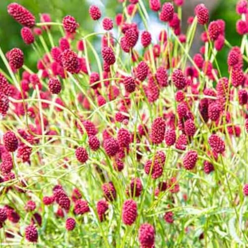 Salad Burnet Seeds - 130 Native UK Wild Flower Seeds for Attracting Birds, Bees, Wildlife, Pollinators, Suitable for Planting and Growing Outdoors in Meadows, Fields and Gardens by Meldon Seeds