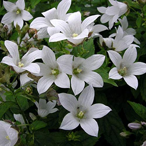 6 x Campanule des Carpates 'Weisse Clips' - Campanula Carpatica - Godet 9x9cm - Fleurs blanches éclatantes, compacte