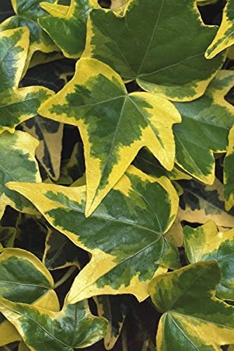Climbing Ivy Plant 'Goldchild' in a 9cm Pot - Climbing Vine Ready to Plant