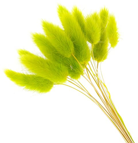 QWFVHJ Trockenblumen, Trockenblumenstrauß, 50 Stück Kaninchenschwanzgras, natürliche Trockenblumen, natürliche Trockenblumen, Plüsch, Bunte Blumen, Kaninchenschwanz, Gras, Fuchsschwanz(Green)