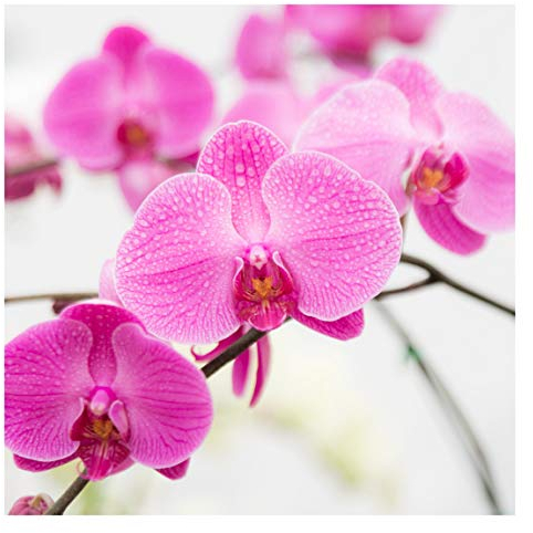 Fototapete Orchidee - Nahaufnahme Orchidee - Vliestapete Quadrat 192 x 192cm