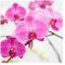 Fototapete Orchidee - Nahaufnahme Orchidee - Vliestapete Quadrat 192 x 192cm