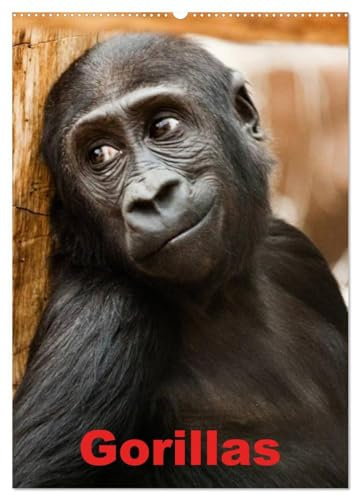Gorillas (Wandkalender 2026 DIN A2 hoch), CALVENDO Monatskalender: Die sanften Riesen Afrikas (CALVENDO Tiere)