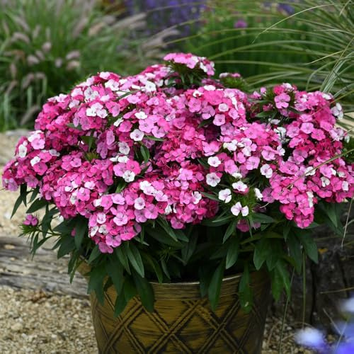Dianthus 'Dart Pink Magician' – Hardy Perennial Carnation – Compact Domes of Multi-Coloured Sweetly-Scented Flowers – 12x Plugs by Thompson and Morgan