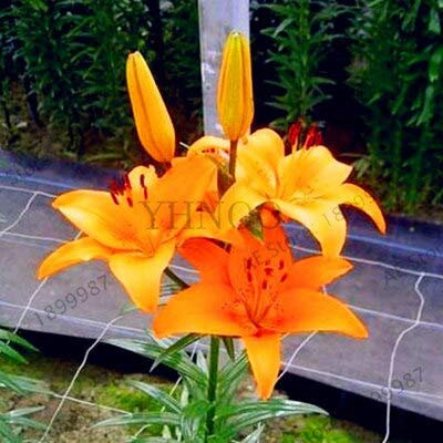 Kalash nouvelle 10 pcs fleur de lys pour jardinaged'orange GRAINES lumière