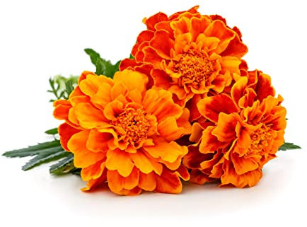 Bedding Plants, Marigold 'French Mix', 20 x Large Plant Pack, Marigold Plants, Flowers, Marigolds, Garden Ready and Ready to Plant, Premium Quality Bedding