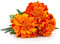 Bedding Plants, Marigold 'French Mix', 20 x Large Plant Pack, Marigold Plants, Flowers, Marigolds, Garden Ready and Ready to Plant, Premium Quality Bedding